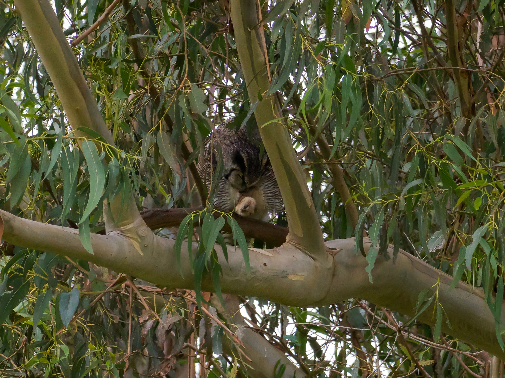 crows-bothering-owls-2.jpg