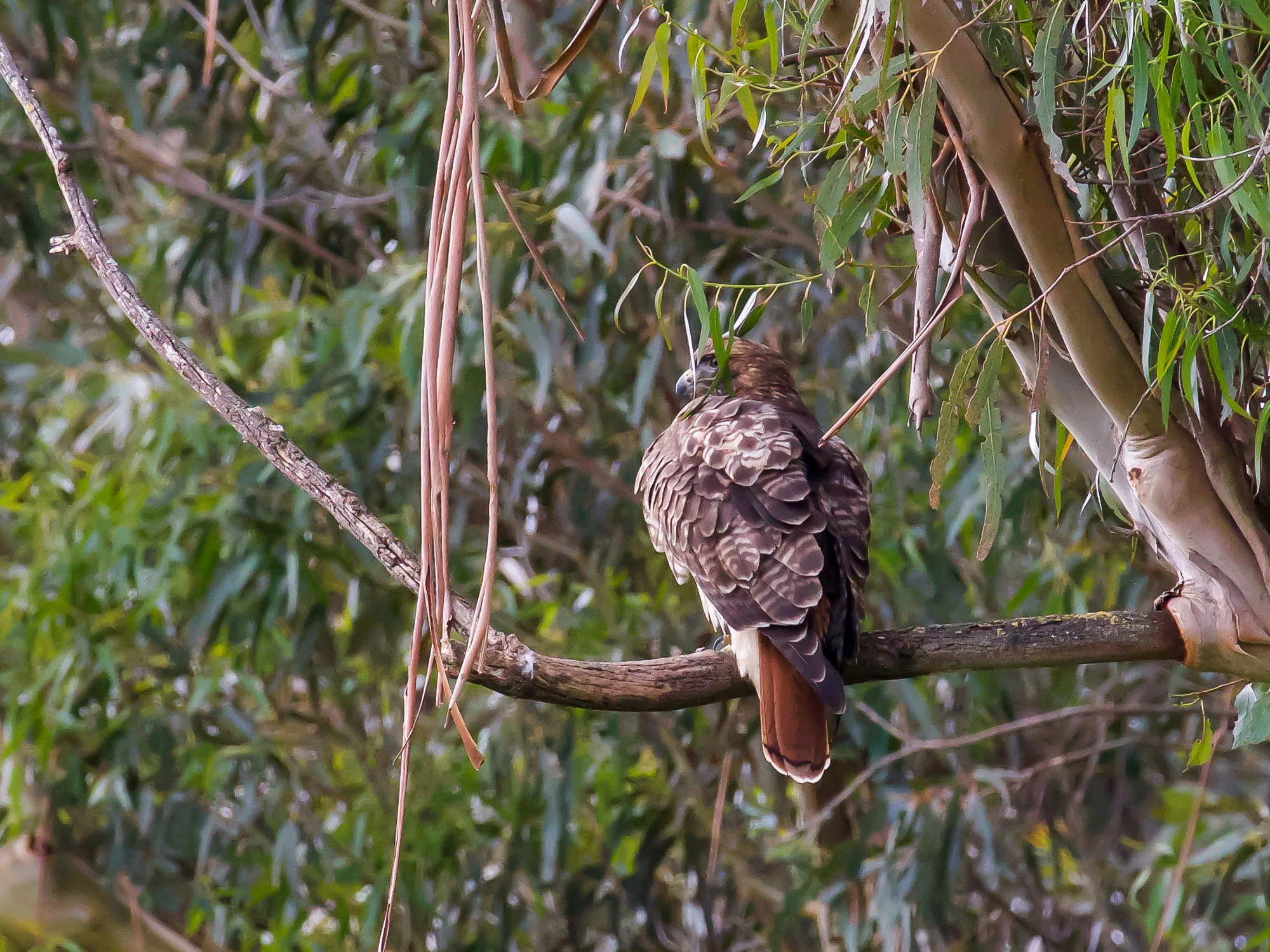 crows-bothering-owls-5.jpg
