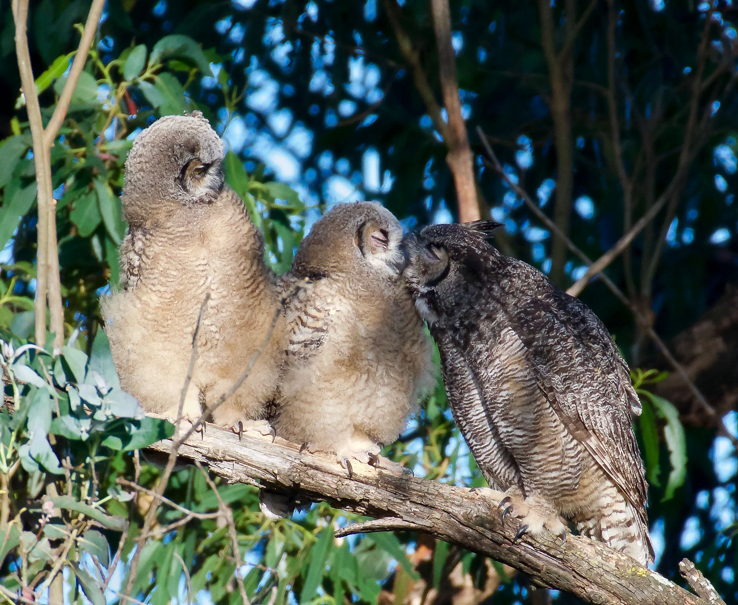 mother-great-horned-owl-grooming-owlets-1.jpg