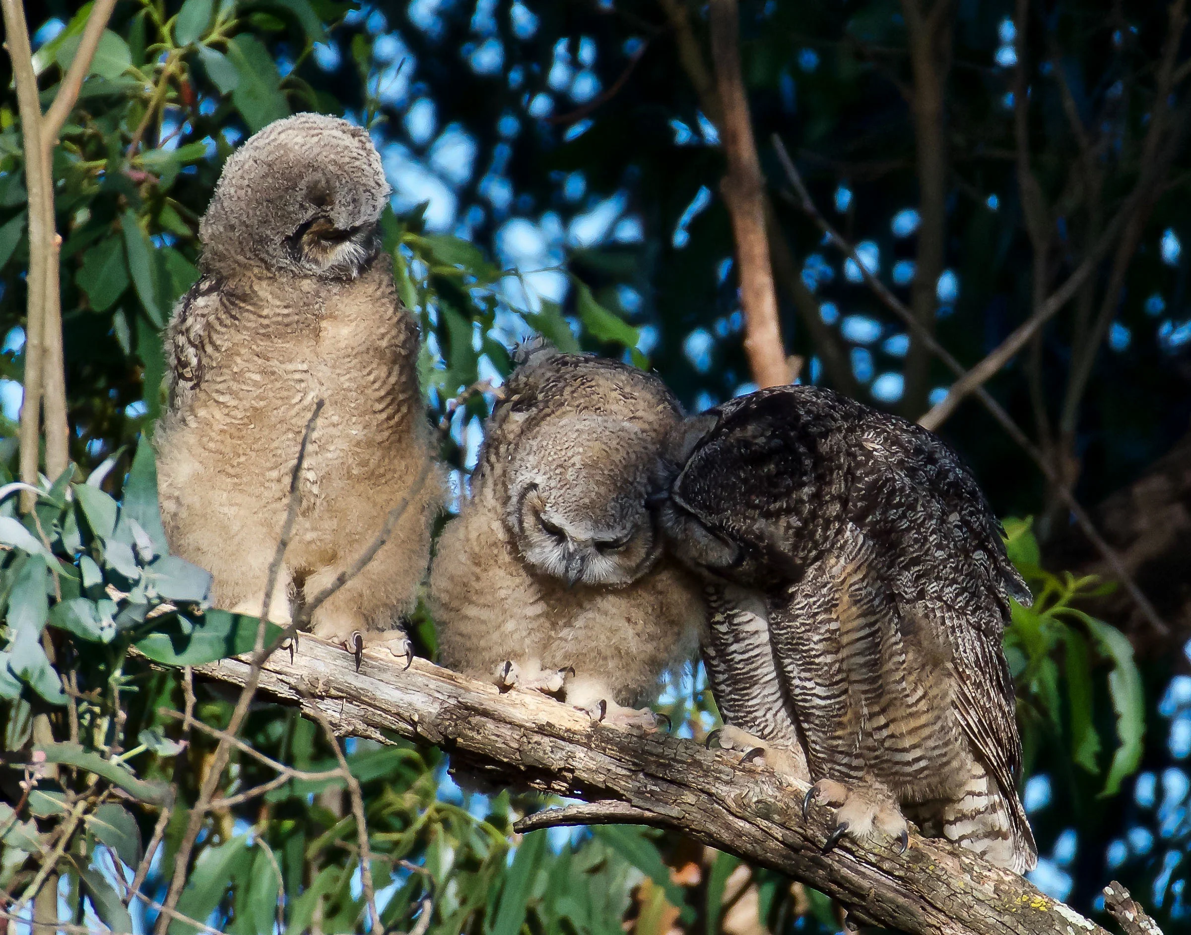 mother-great-horned-owl-grooming-owlets-6.jpg