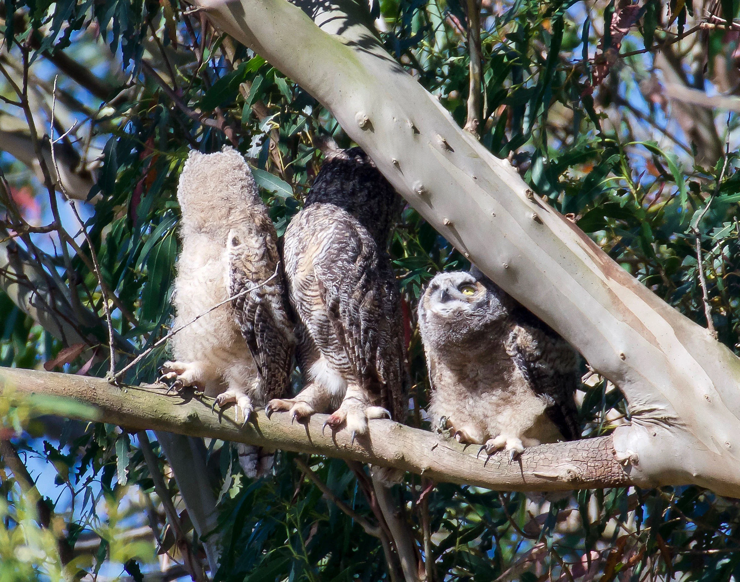 mother-great-horned-owl-owlet-climbing-1.jpg