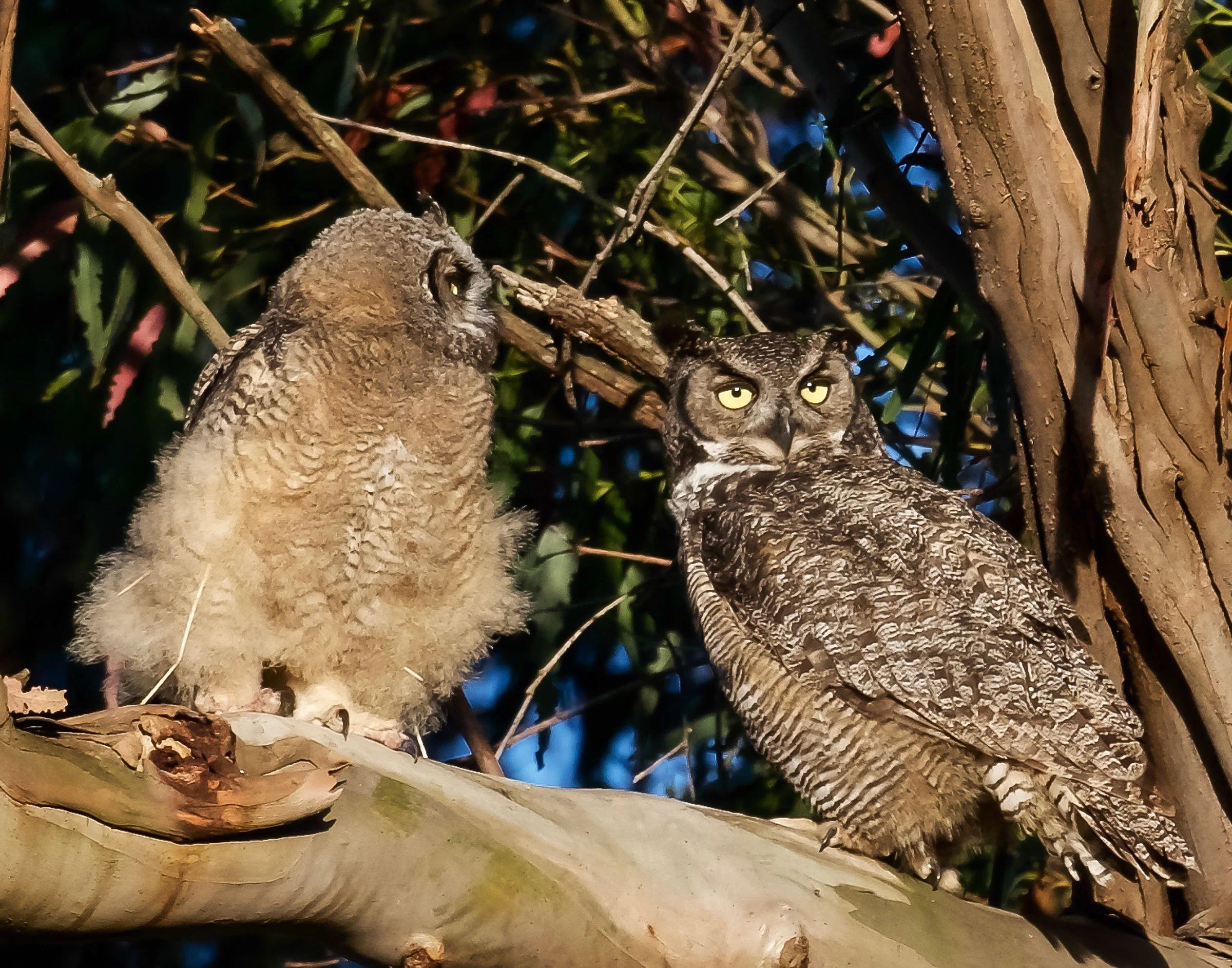 mother-owl-and-owlet-on-branch-grooming-1.jpg
