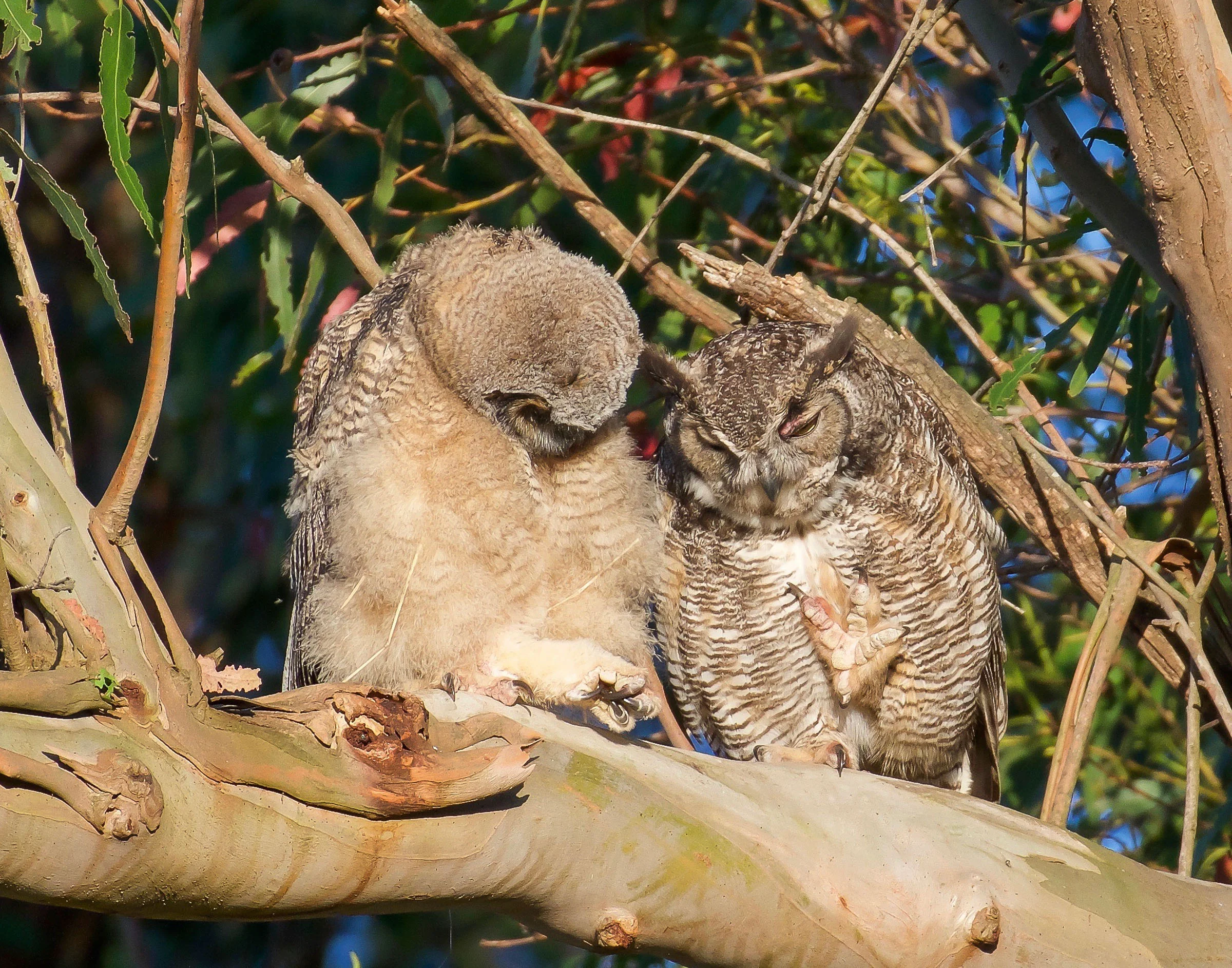 mother-owl-and-owlet-on-branch-grooming-3.jpg