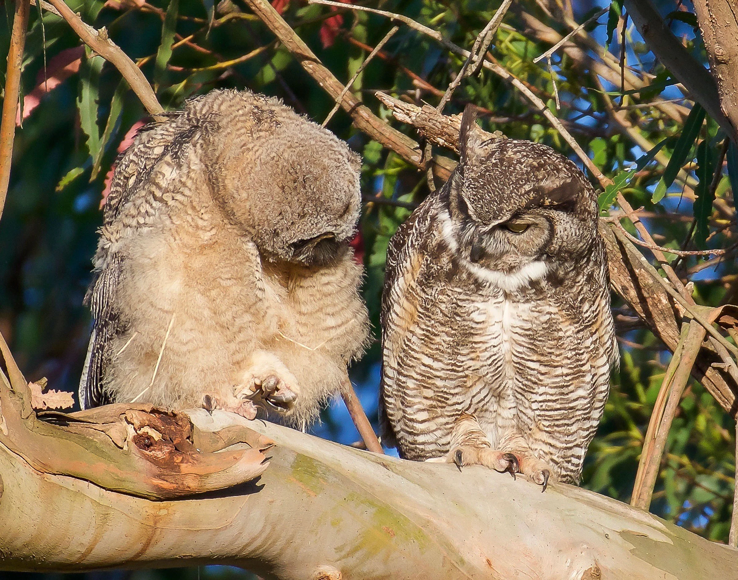 mother-owl-and-owlet-on-branch-grooming-8.jpg