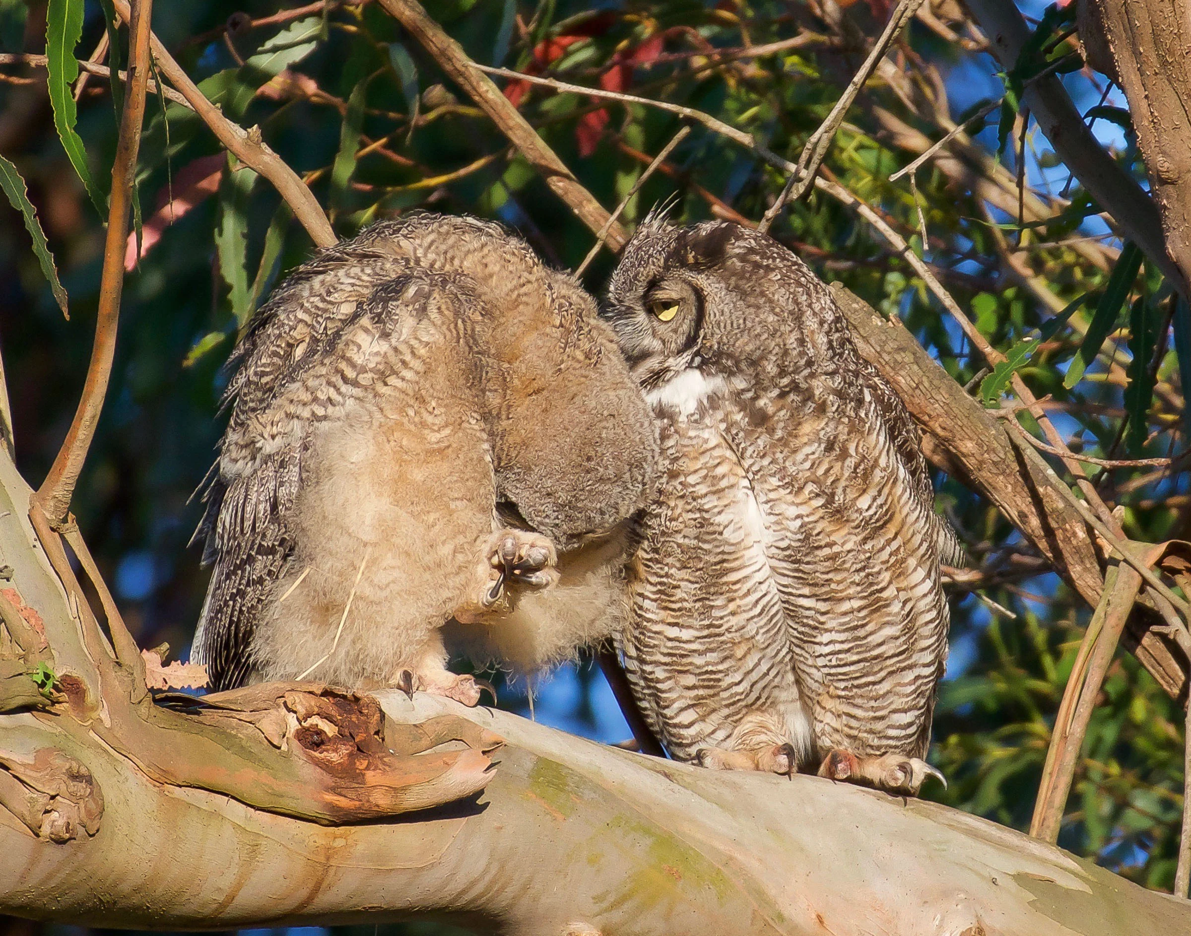 mother-owl-and-owlet-on-branch-grooming-9.jpg
