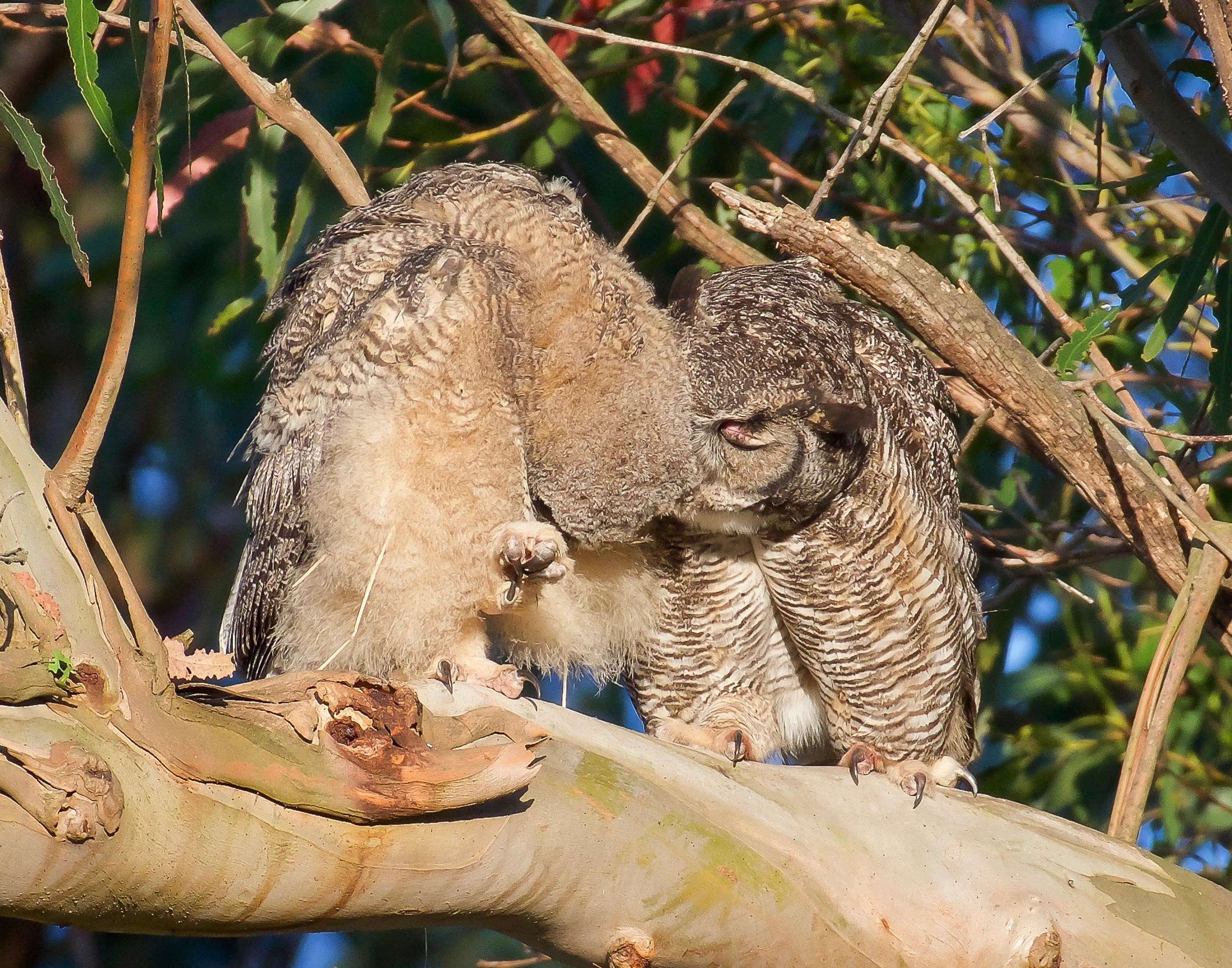mother-owl-and-owlet-on-branch-grooming-10.jpg