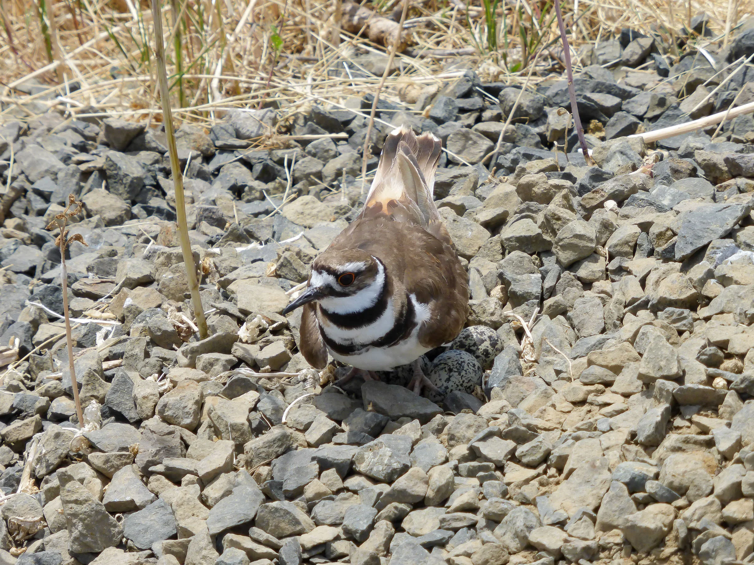 Killdeer