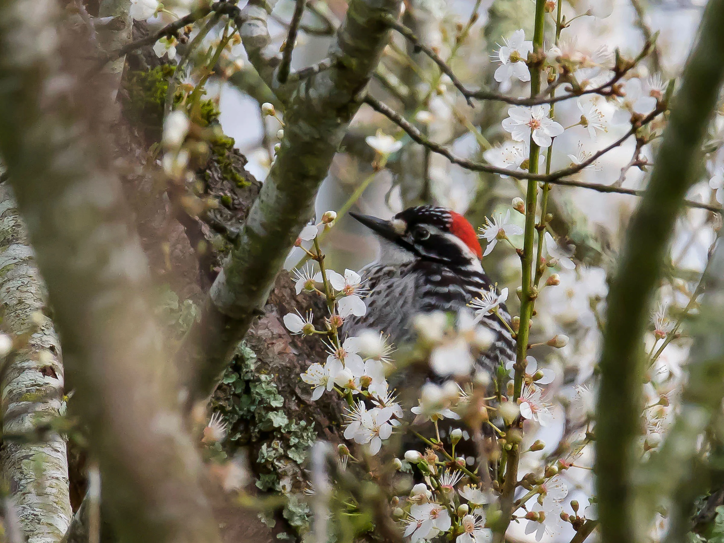 Male Nuttall’s Woodpecker