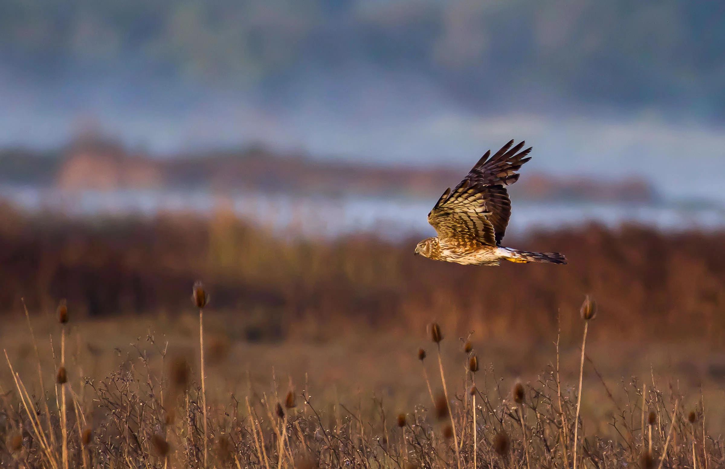 northern_harrier_hunting_jackrabbit-1.jpg