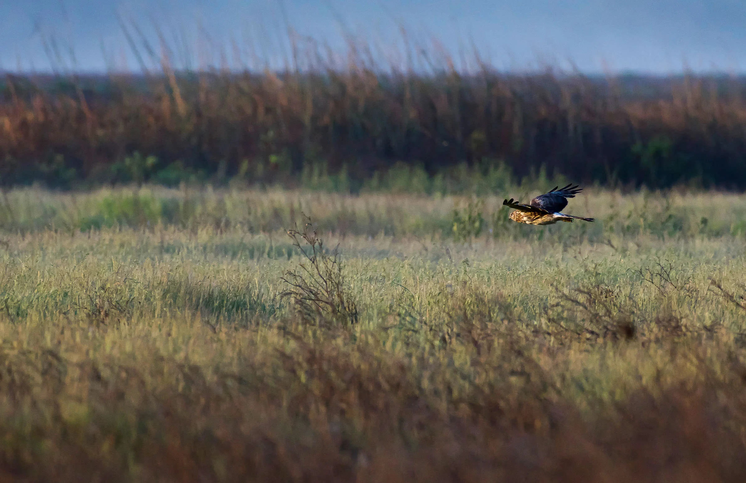 northern_harrier_hunting_jackrabbit-3.jpg
