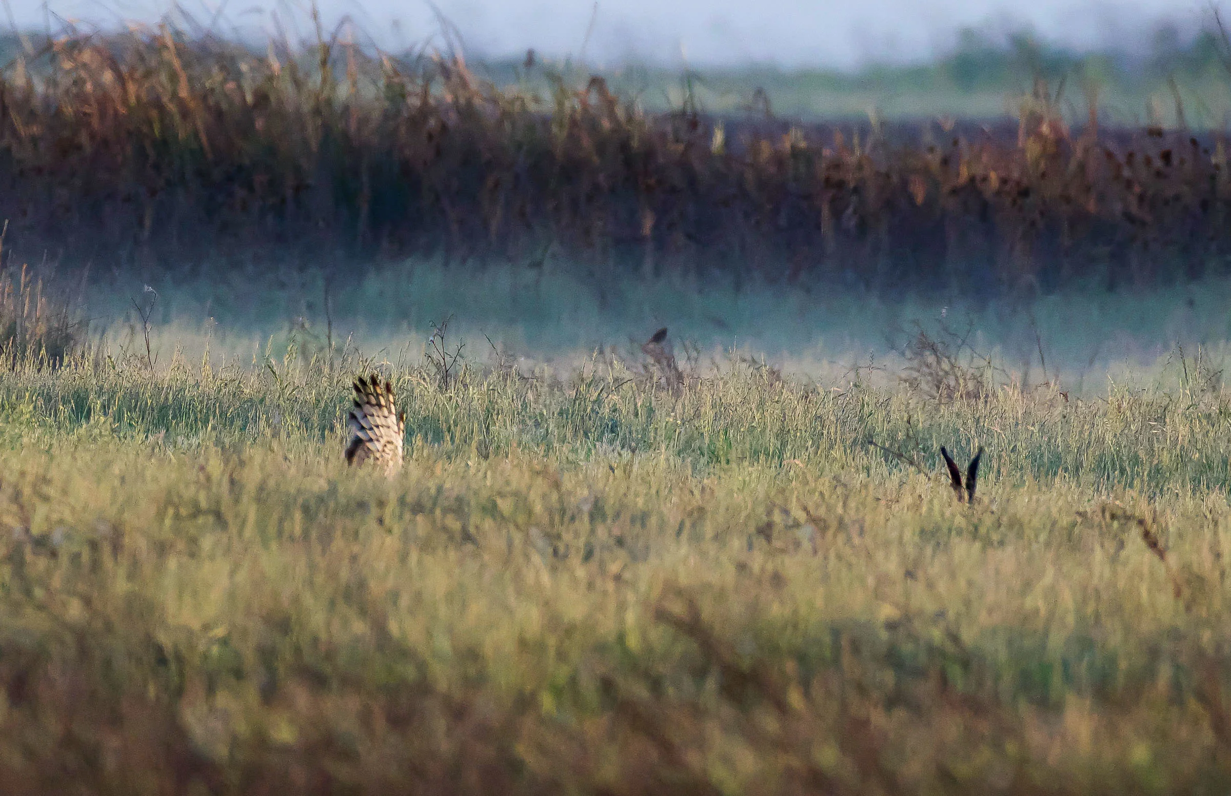 northern_harrier_hunting_jackrabbit-4.jpg