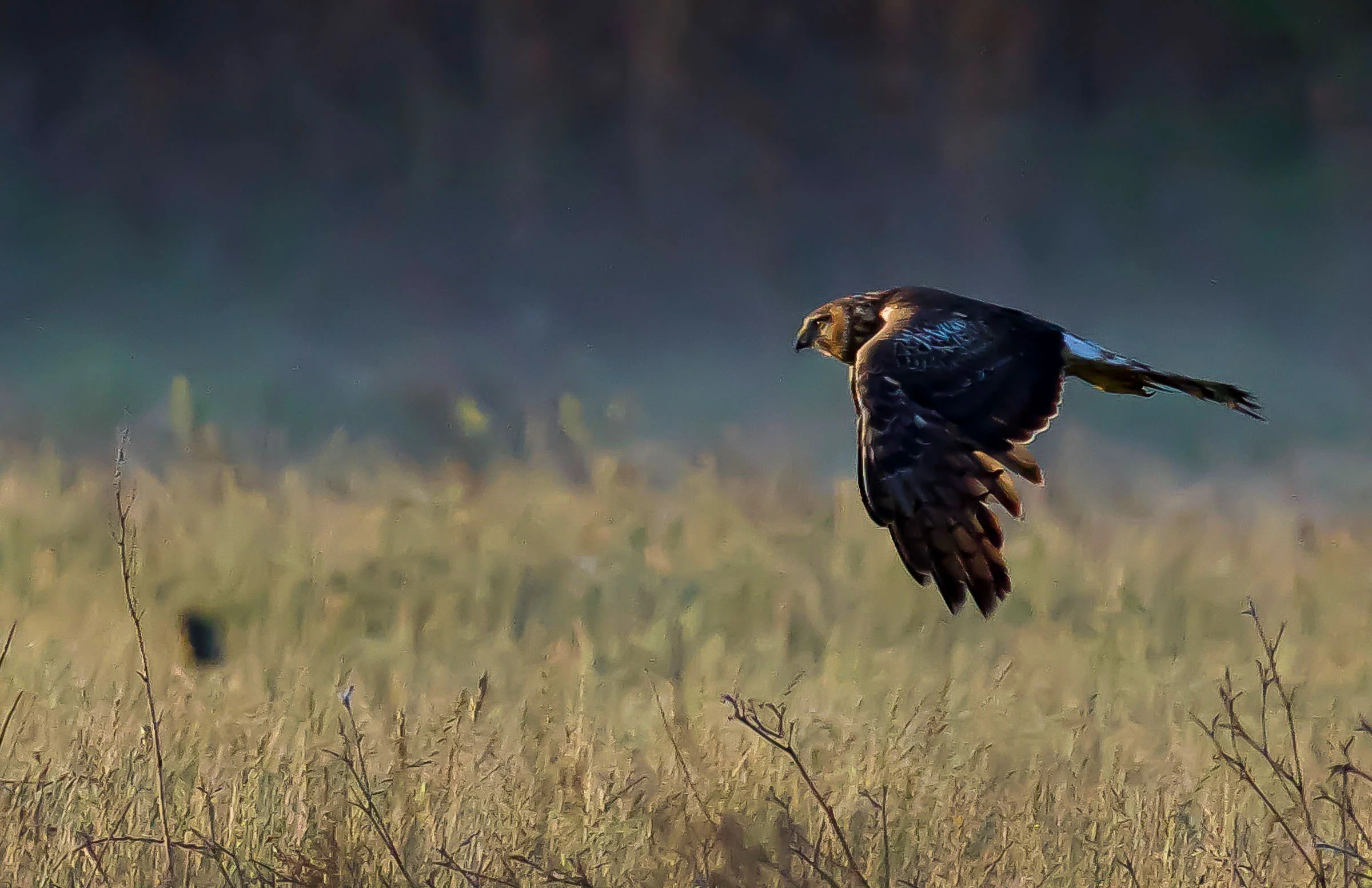northern_harrier_hunting_jackrabbit-7.jpg