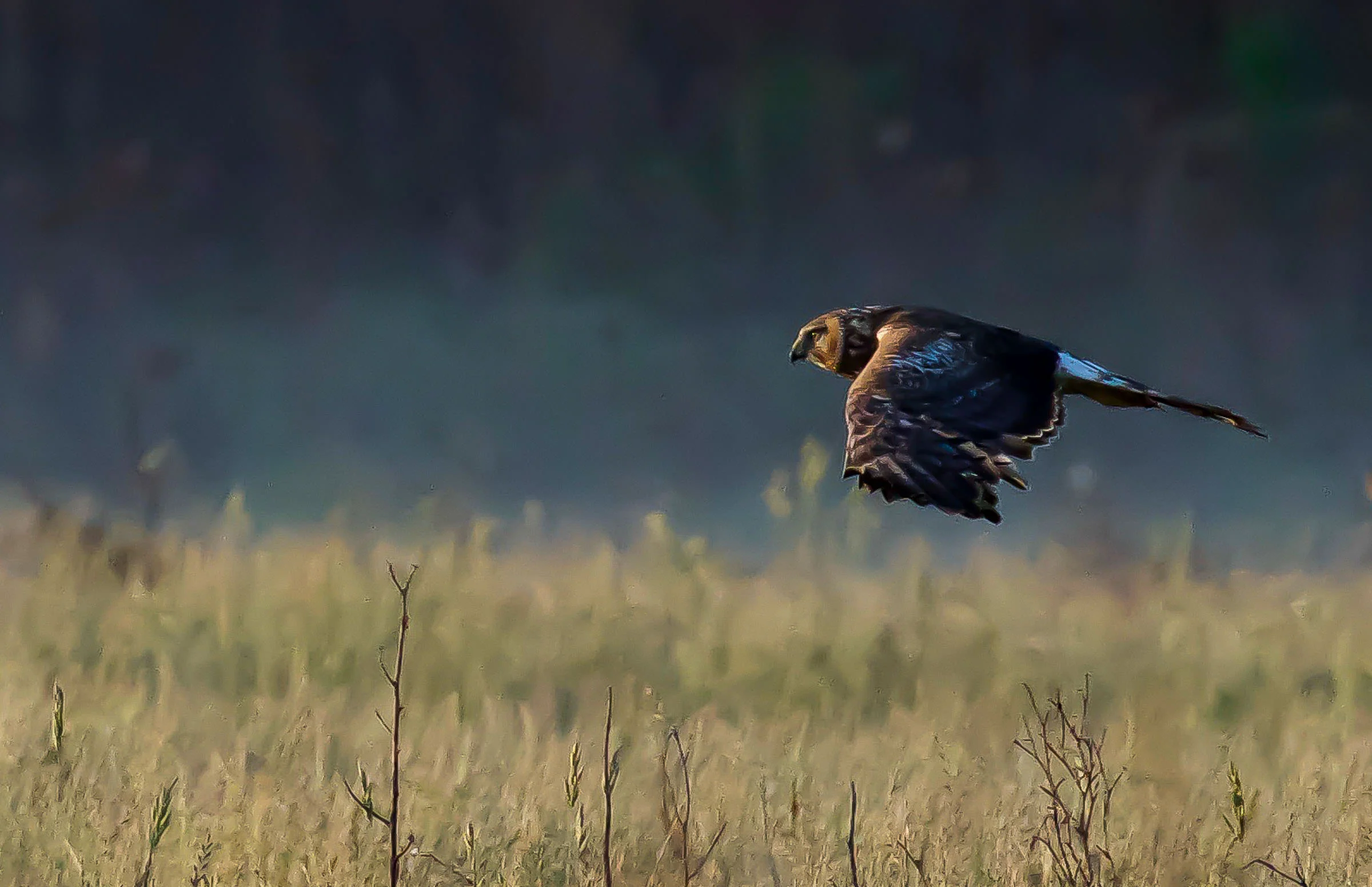 northern_harrier_hunting_jackrabbit-8.jpg