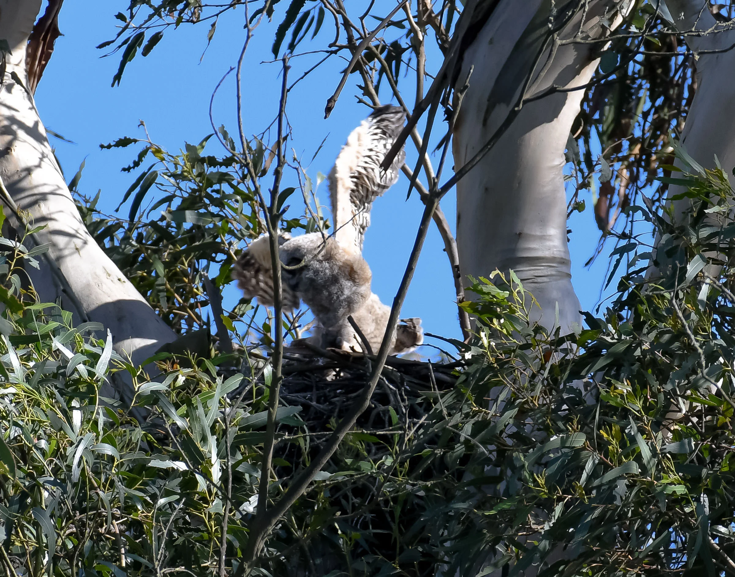 great_horned_owlets_wings_book3-1.jpg