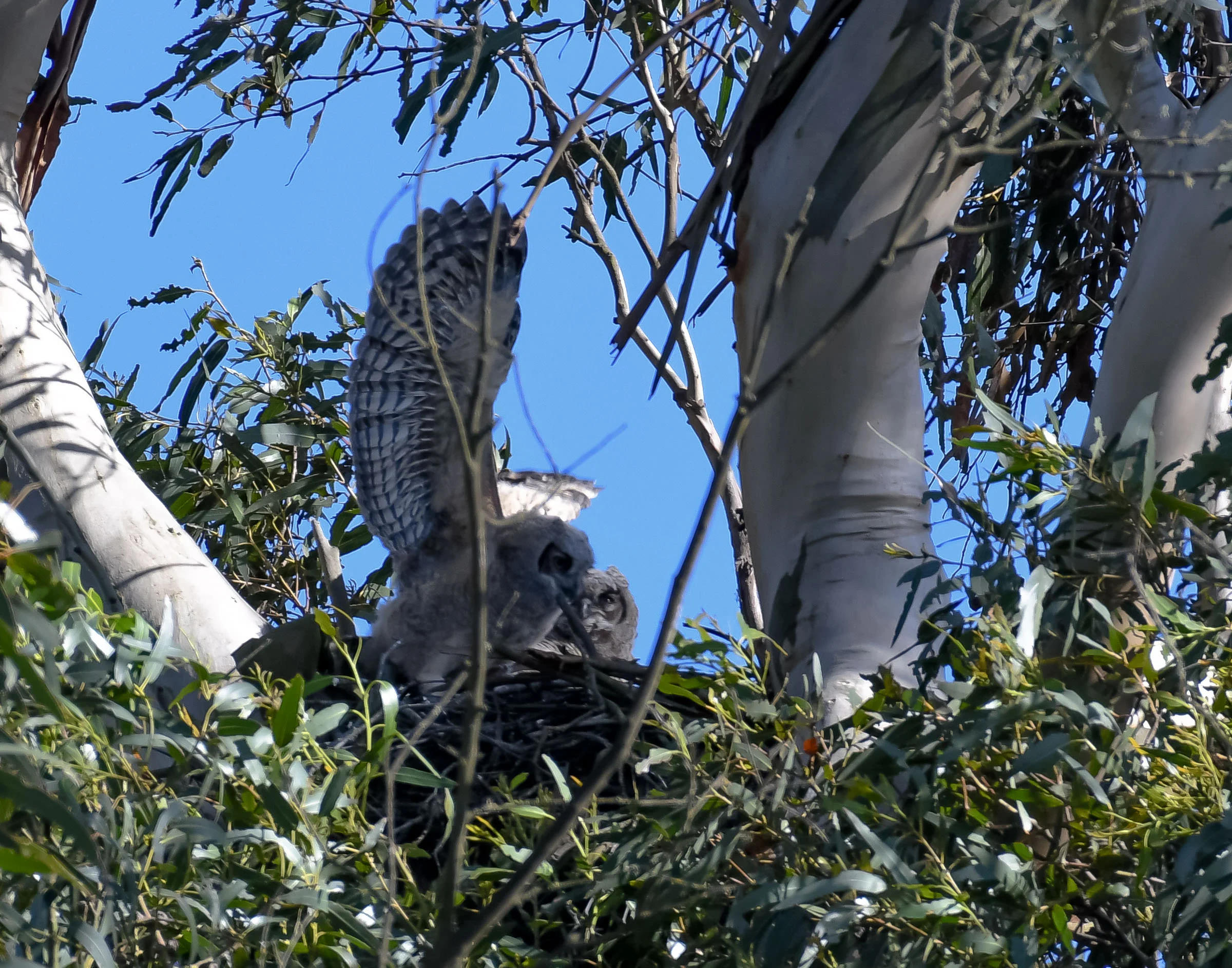 great_horned_owlets_wings_book3-5.jpg