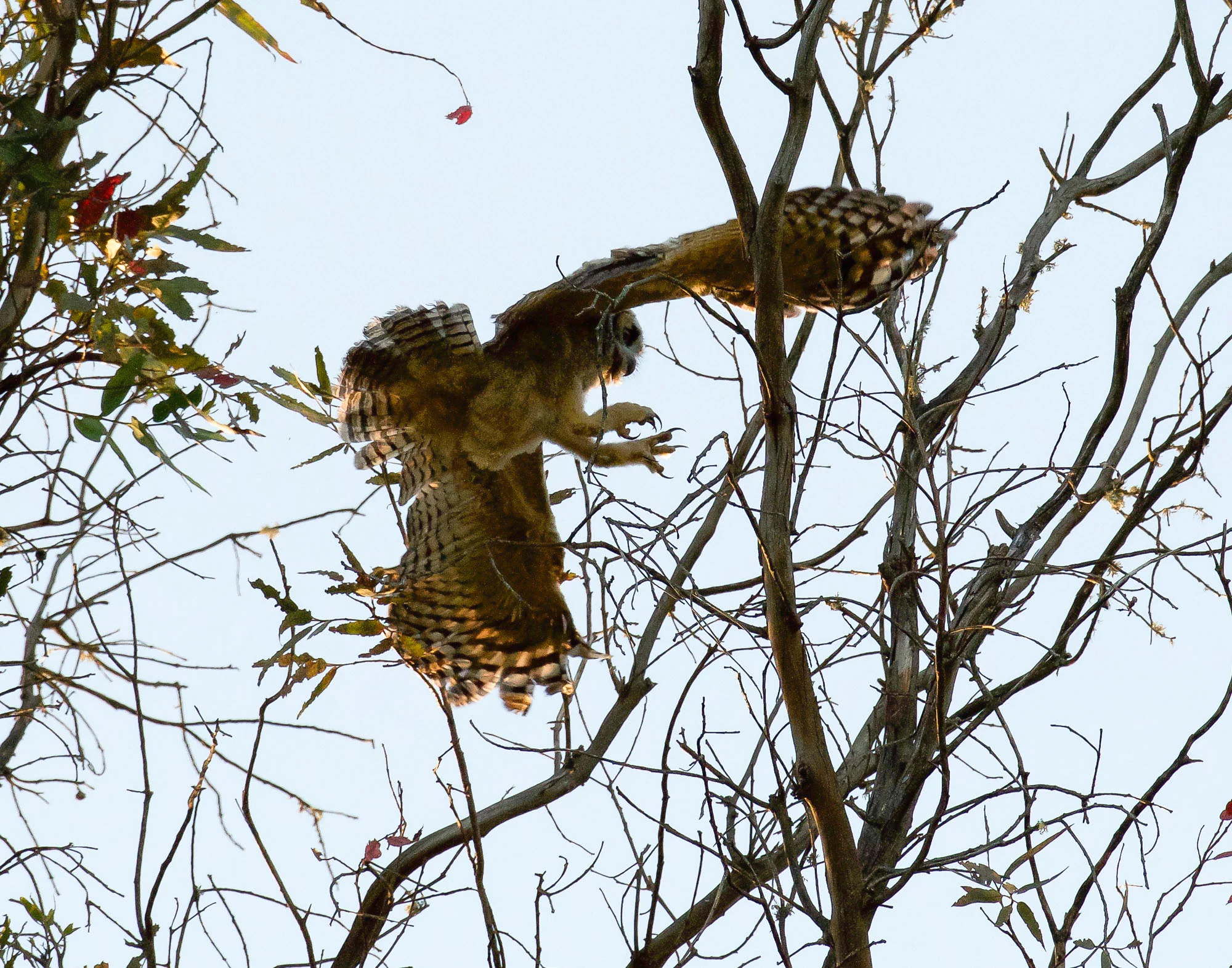 owls_landing_Book4-2.jpg