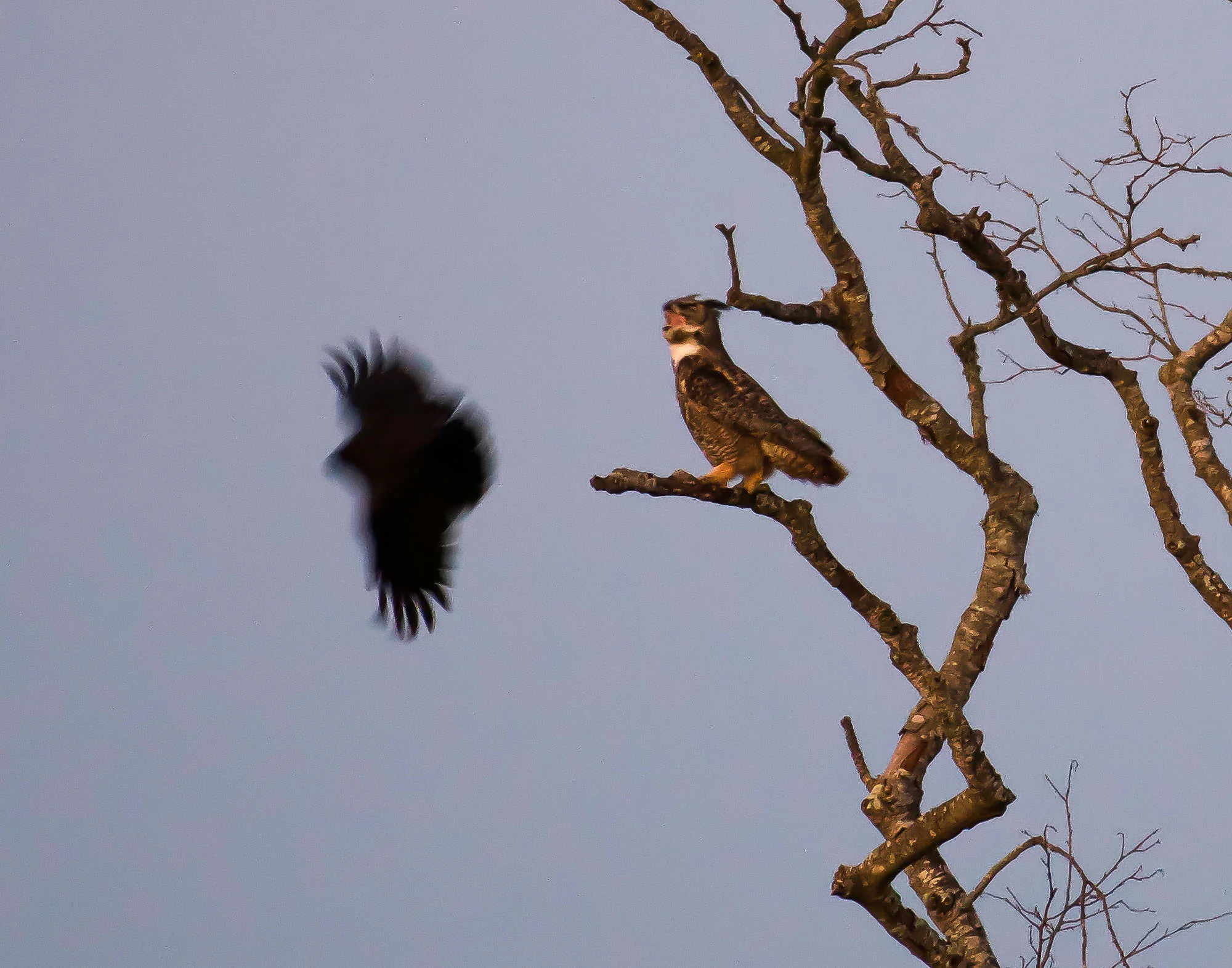 owl_screams_at_crow_Book4-1.jpg