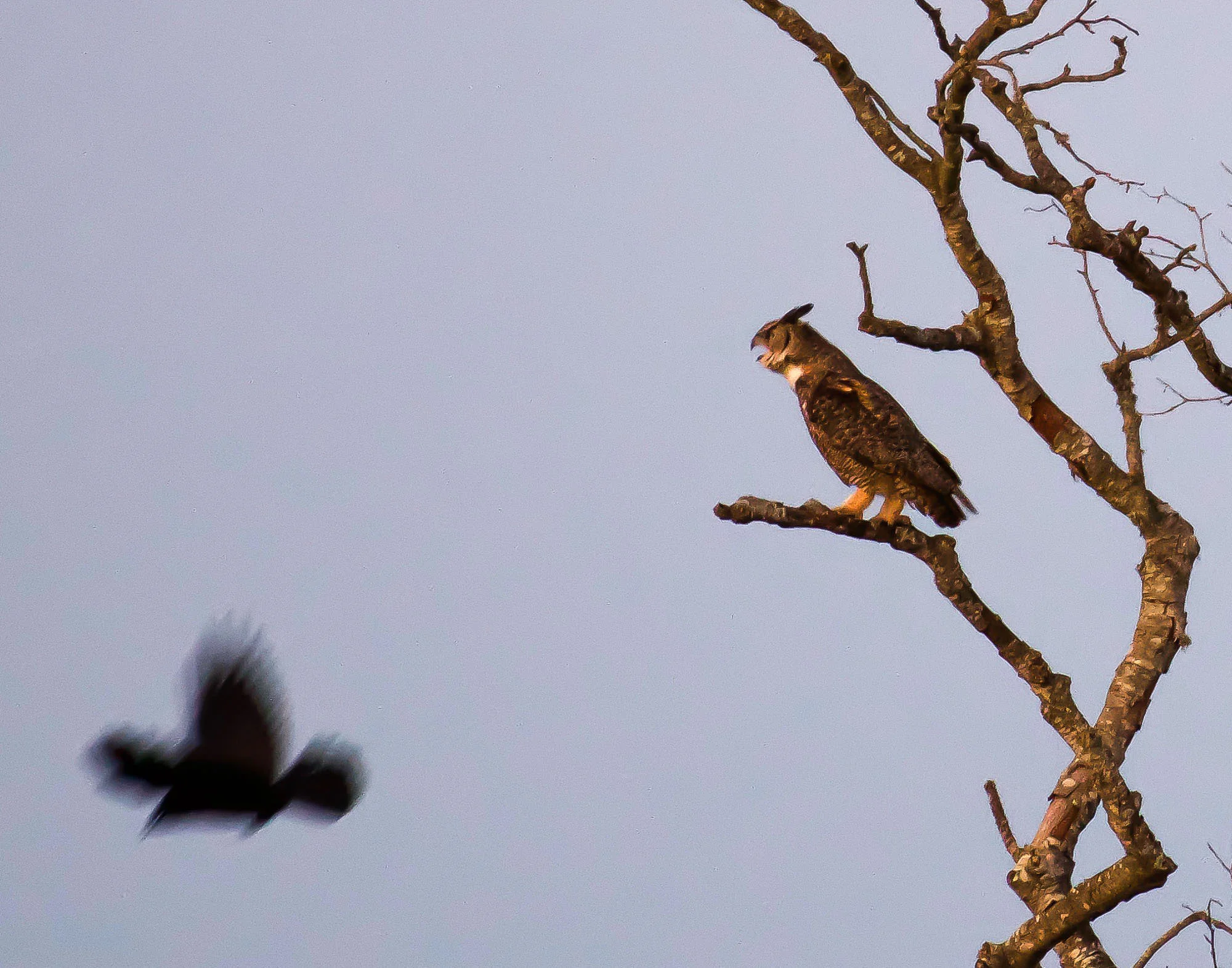 owl_screams_at_crow_Book4-2.jpg