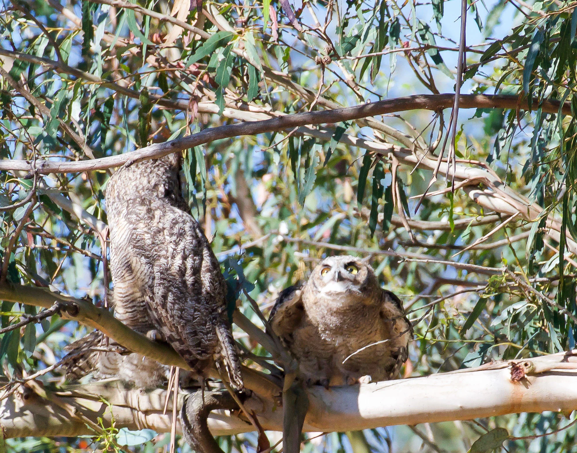 owl_changes_branches_Book4-1.jpg
