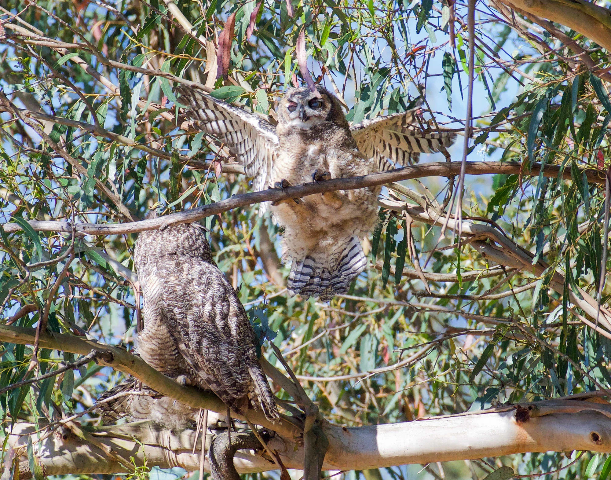 owl_changes_branches_Book4-3.jpg