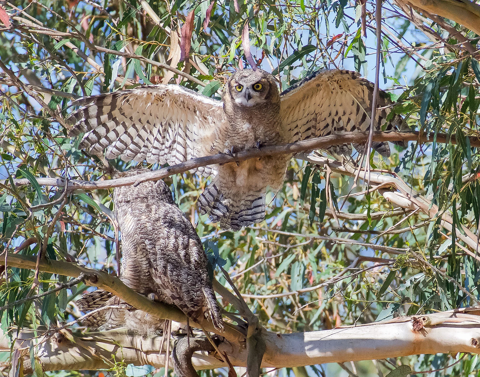 owl_changes_branches_Book4-4.jpg