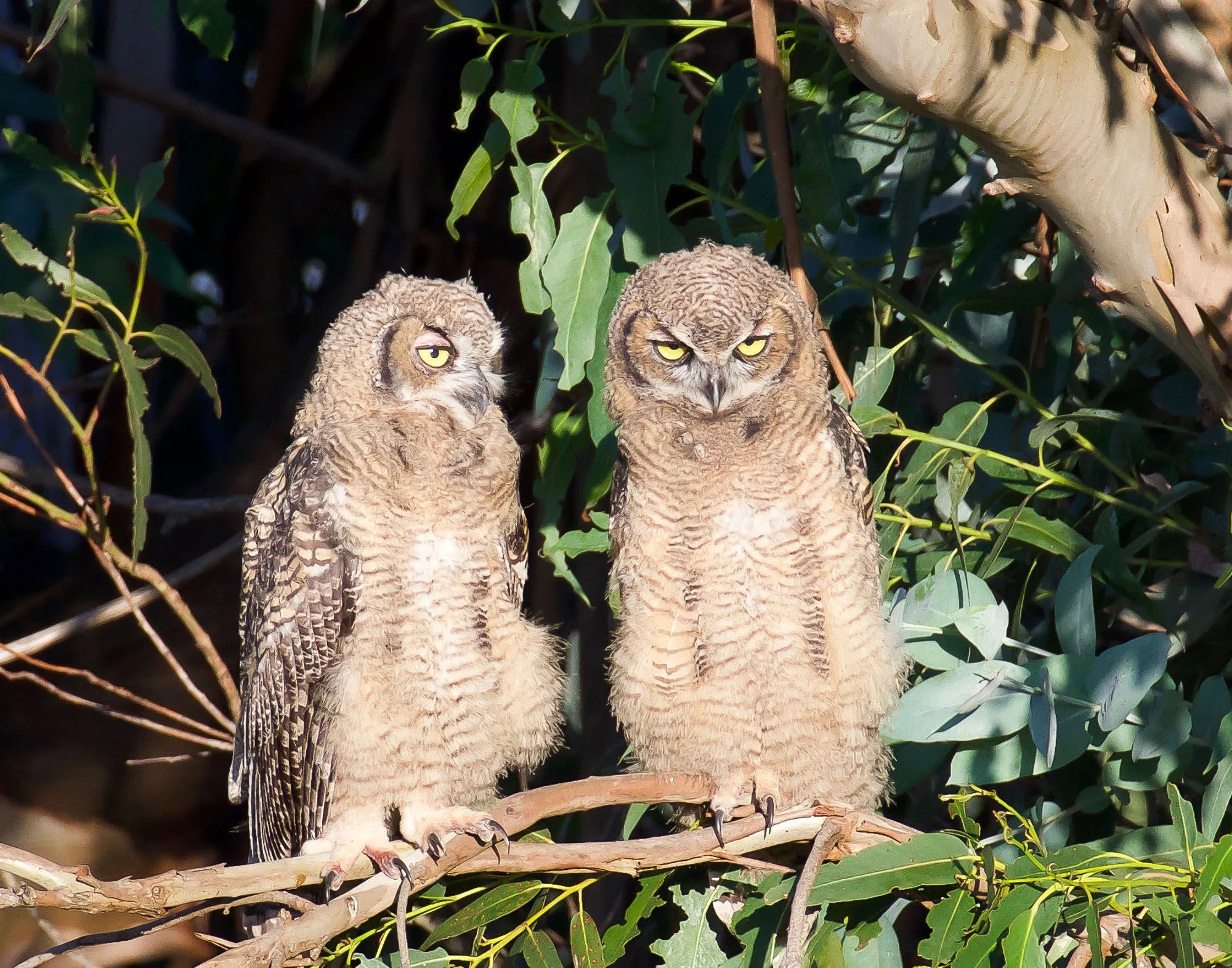 owls_sleepy_Book4.jpg