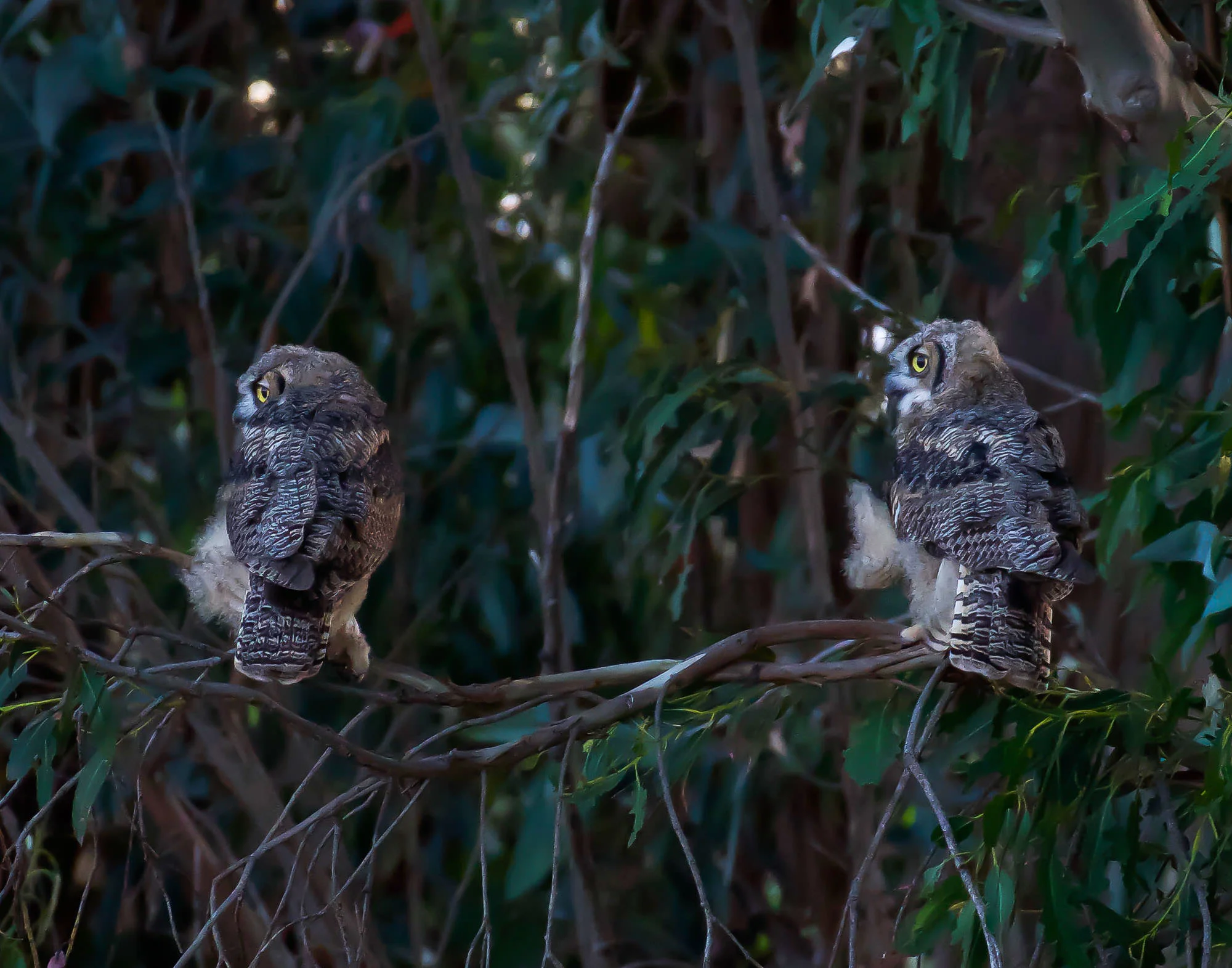 owls_ready_for__night_Book4-1.jpg