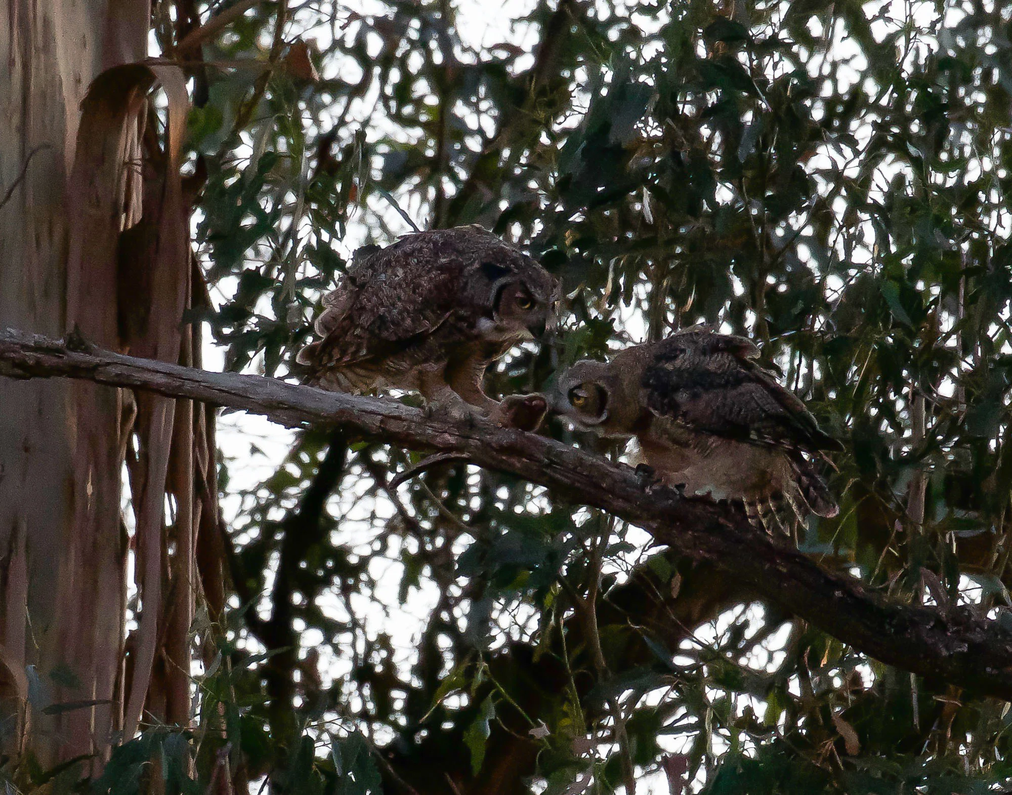 owls_ready_for__night_Book4-3.jpg