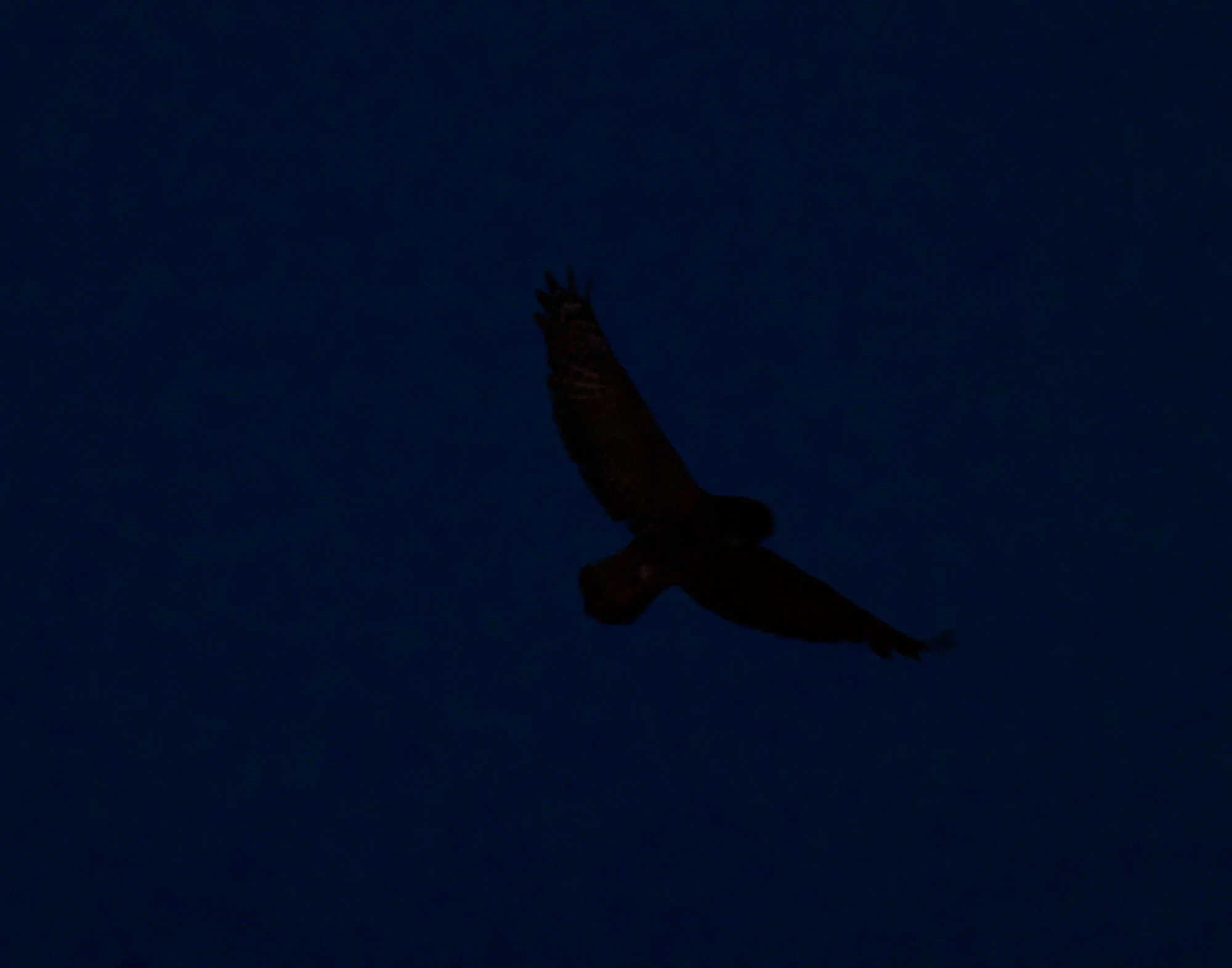 owls_at_night_Book4-2.jpg