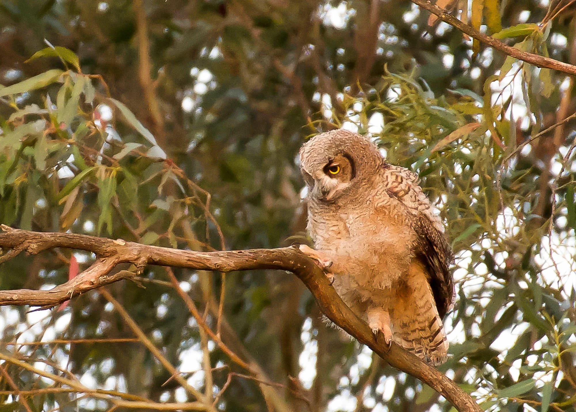 young_owls_walking-1.jpg