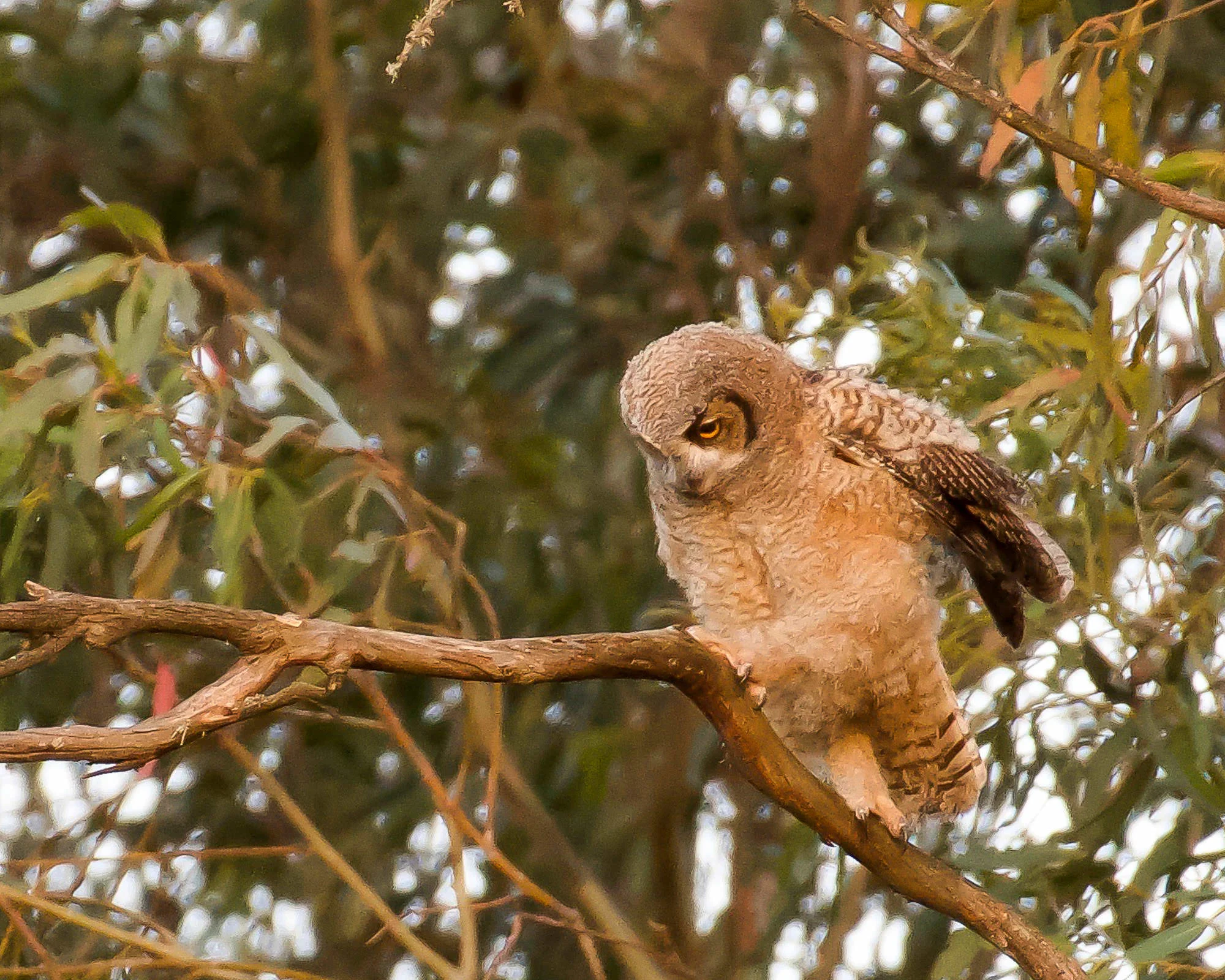 young_owls_walking-2.jpg