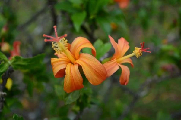 hibiscus√.jpeg
