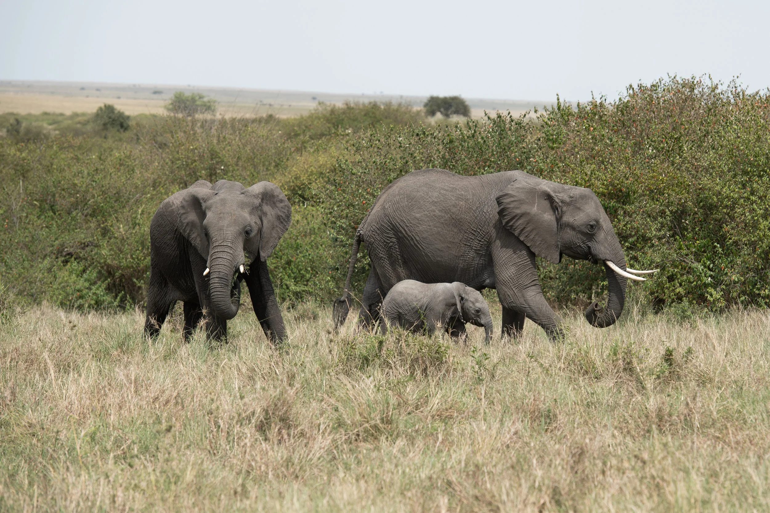 Mara Bushtops_12.jpg