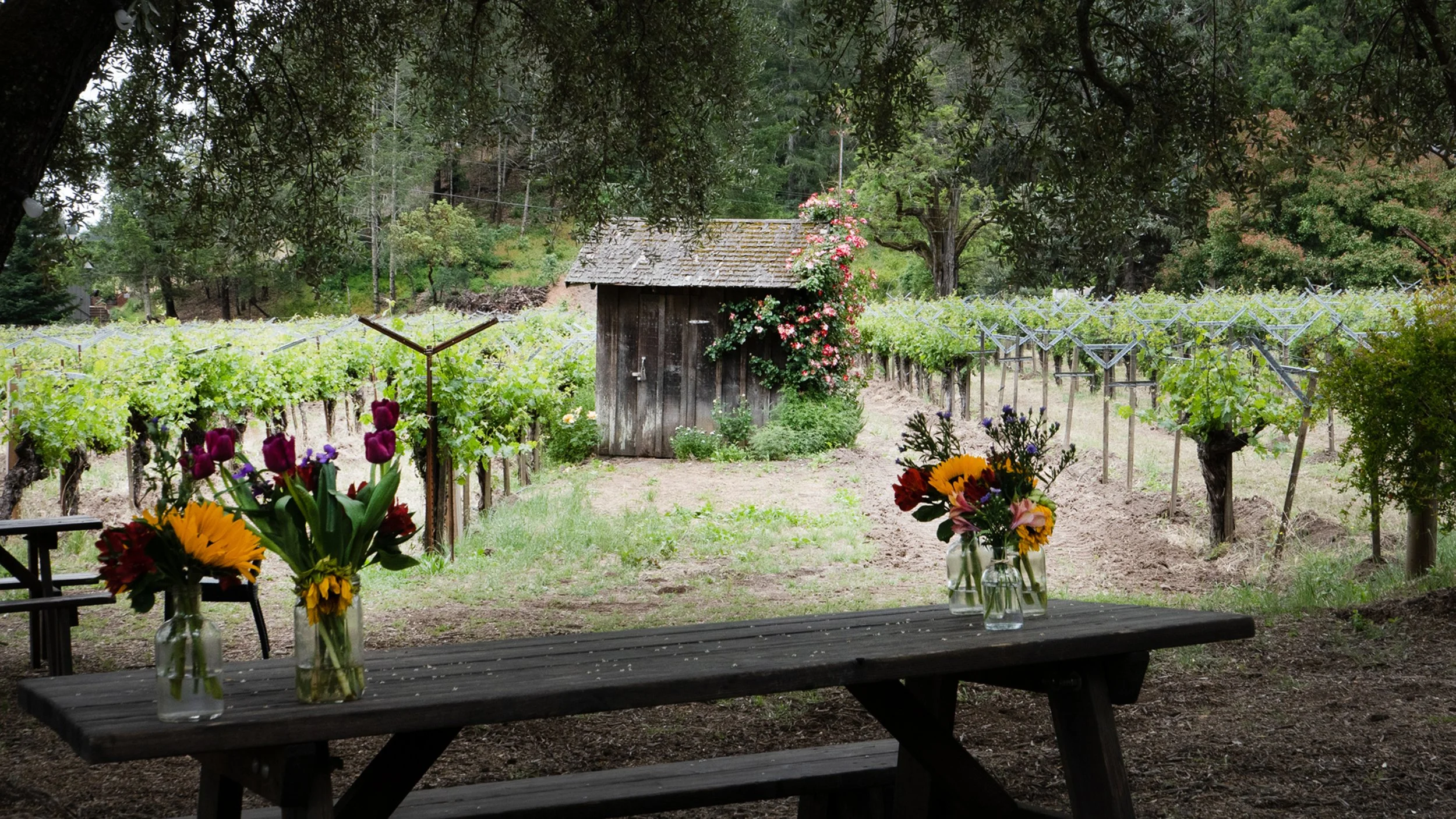 Olli 1_0006.jpg