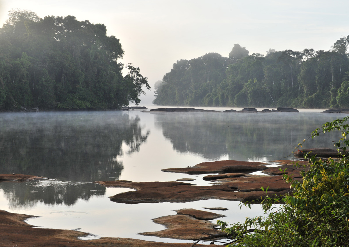 Suriname River and Jungle.jpg