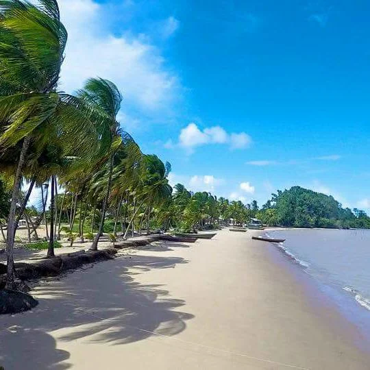 Galibi Tour (Turtles)