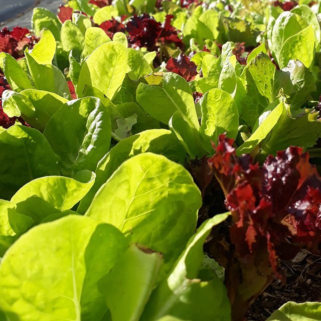 Fresh, local produce. Its what we want, right? 
From the sunny hills of Tutukaka. Thanks to @olis_handcrafted_food .
Lettuce create healthy meals for you.
.
Link in bio for more info
.

#lovegreens #lettuce #salad #garden #healthyfood  #freshlocal #t