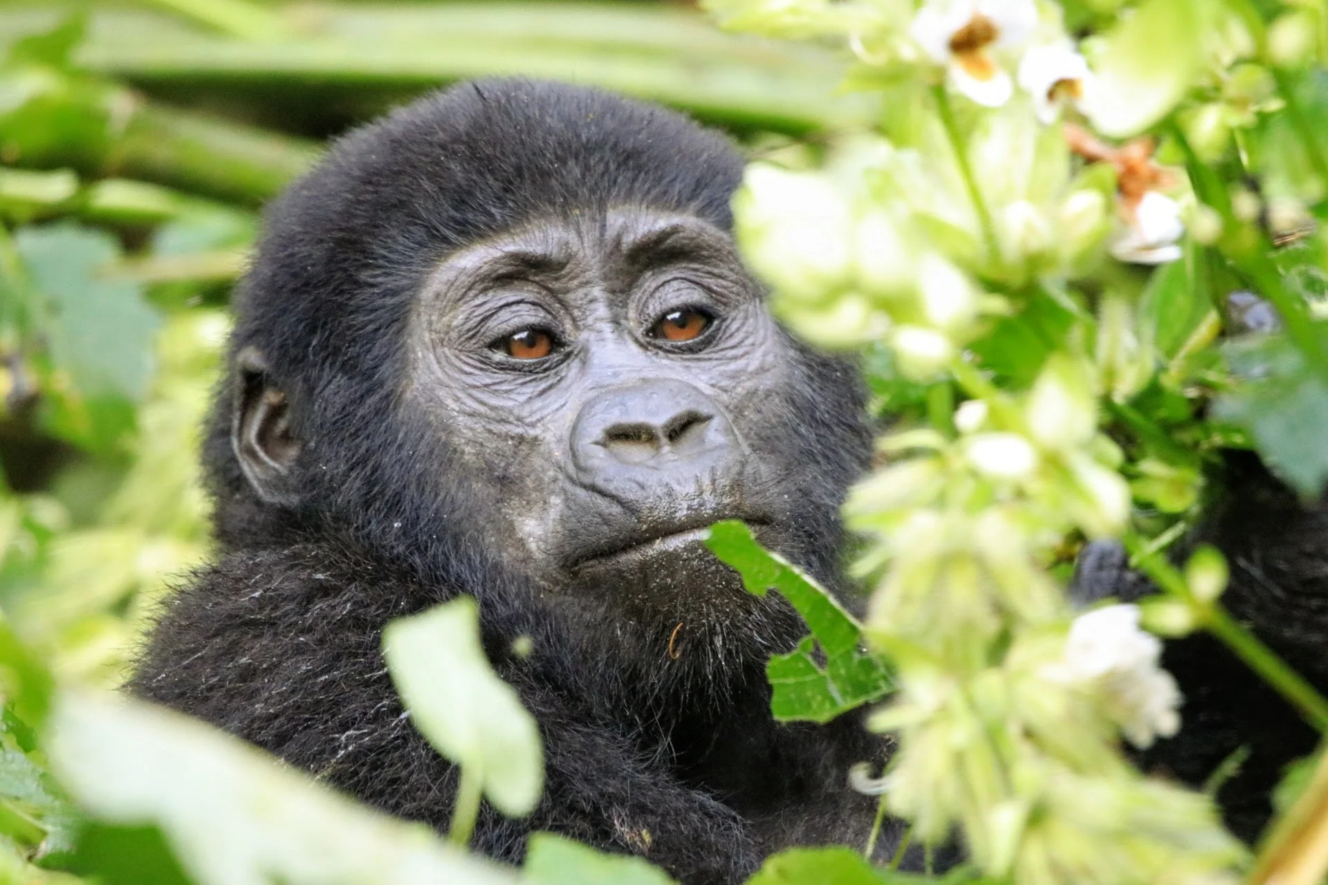  An experience unlike any other. For the majority of our observation time, the gorillas just ate and walked around - but the longer you’re there, the more human it feels.  Canon EOS 80D. Taken 29 December 2018. 