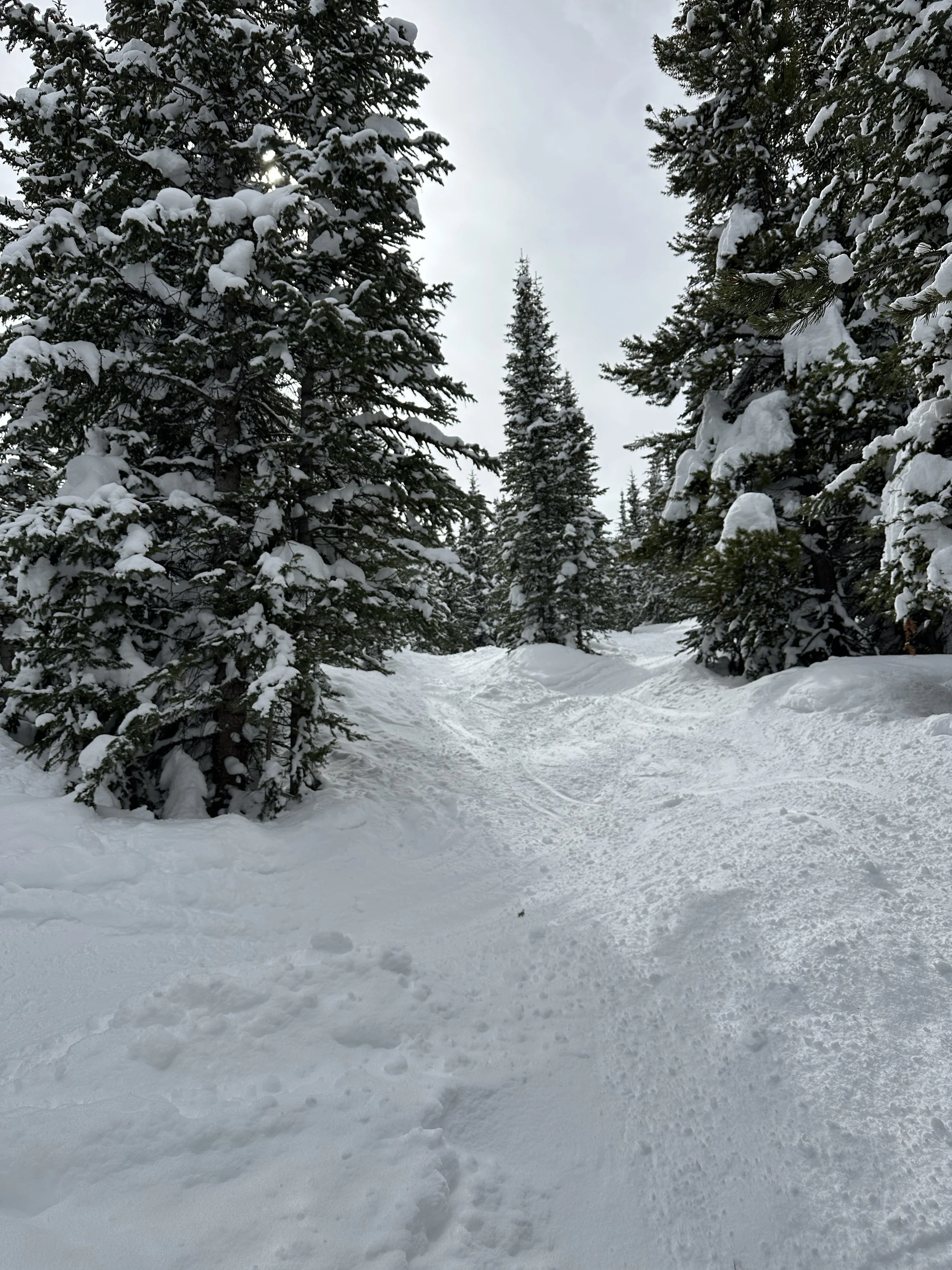 Tree skiing.  Shot on iPhone 14 Pro. Taken 20 February 2025. 