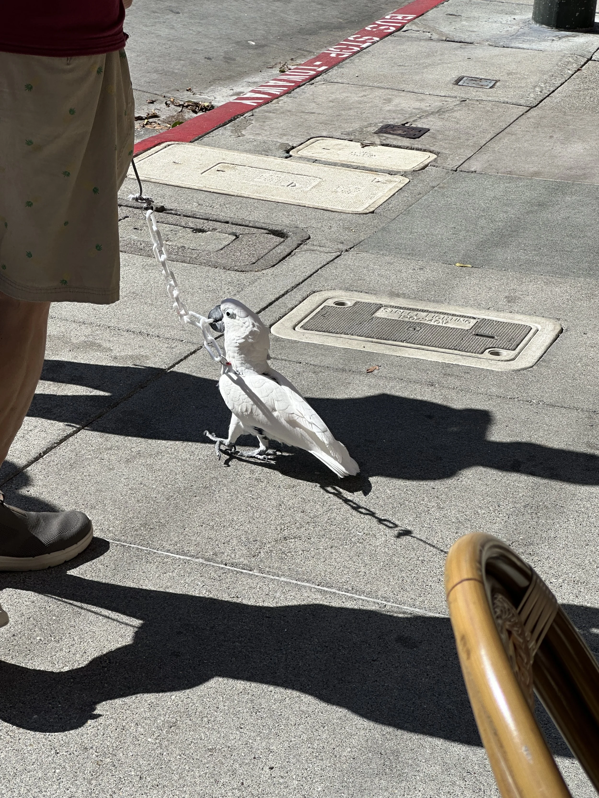  Why have I only seen this stuff in SF?  Shot on iPhone 14 Pro. Taken 7 March 2025. 