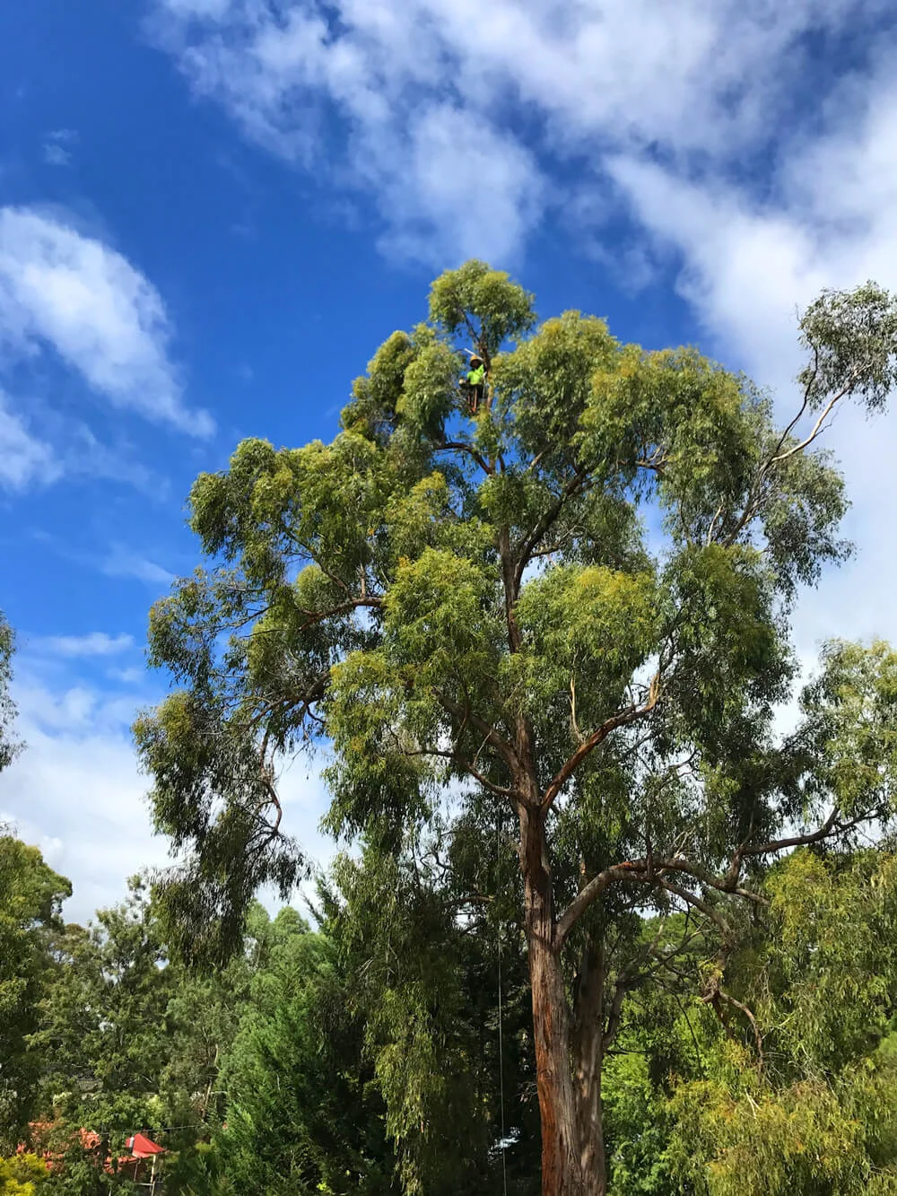 TLC-Trees-Project-Blackwood-Cresent.jpg