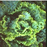 Endive, Escarole - Broad-Leaf Batavian