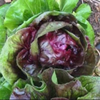 RADICCHIO - Palla Rossa Tardiva