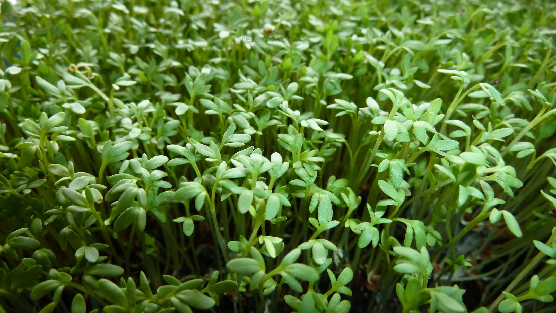 Curled Cress Seeds, Cress Sprouting Seeds