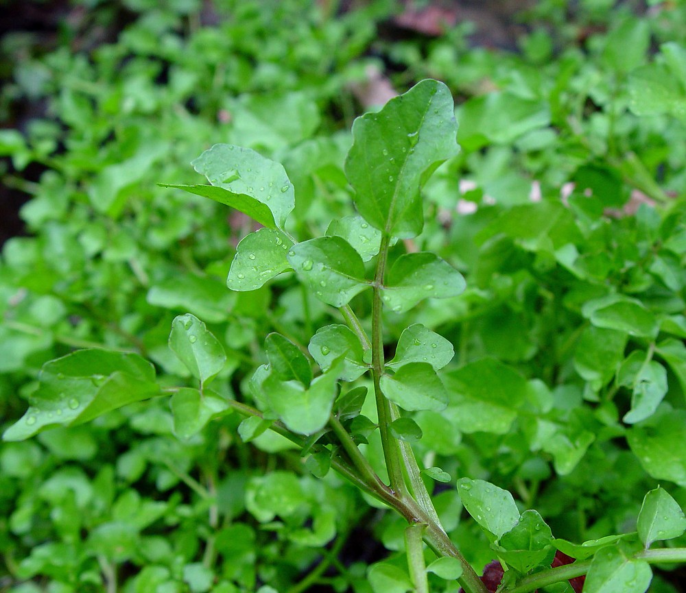 Cress Seeds - Watercress