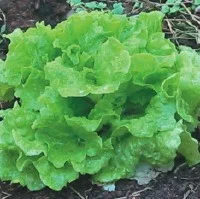 LETTUCE__GREEN_L_4c3ce3bb59c9f_2.jpg