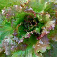 LETTUCE__RED_LEA_4b0be0e537e12_2.jpg