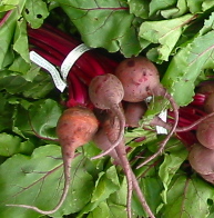 Beets- Early Wonder Tall Top