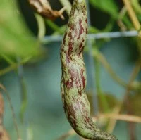 BEANS__POLE___Ra_4b0bf2ba4eda6_2.jpg