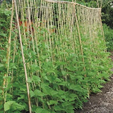 POLE_BEANS___Ken_4b73457265aa7_2.jpg